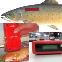 Comparison of Fish Freshness Assessment - Fish Freshness Meter (Torrymeter) vs. Sensory Evaluation