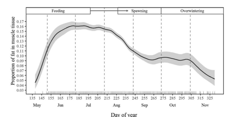 Intra and inter-annual variability in the fat content of Atlantic herring as revealed by routine industry monitoring