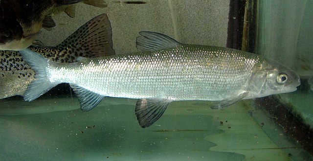 Quality and production trait genetics of farmed European Whitefish (Coregonus lavaretus)